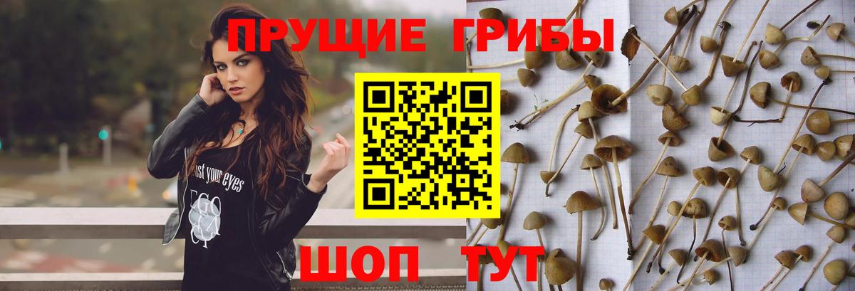 Псилоцибиновые грибы Psilocybe  цены наркотик  Туймазы  Вход с VPN 